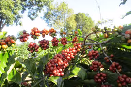 Giá cà phê trong nước giảm 1,6 triệu đồng/tấn
