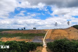 Lâm Đồng: Doanh nghiệp trồng rừng để mất rừng, làm thiệt hại hơn 5.700m3 gỗ