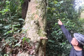 Những “cụ mít” của Yă Đố