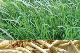 Một loại cỏ dại khó diệt trừ lại là vị thuốc quý