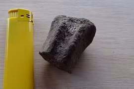 Bulgaria: Tìm thấy hóa thạch nhiều động vật cách đây 83 triệu năm