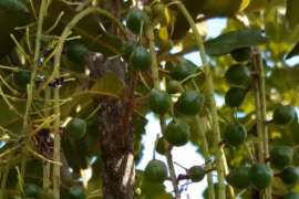 Kon Tum: Cây mắc ca cấp cho dân trồng bị chết hàng loạt