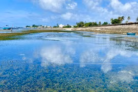 'Cánh đồng' rong hẹ dưới biển Lý Sơn khiến khách mê mẩn