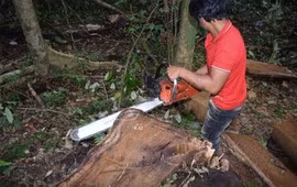 Lâm Đồng khởi tố nhiều đối tượng phá rừng 