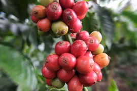 Đang tăng, giá cà phê bất ngờ quay đầu