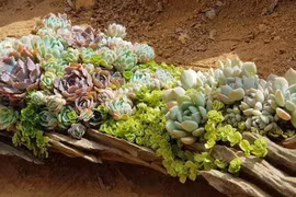 Kiếm tiền triệu nhờ làm tiểu cảnh sen đá