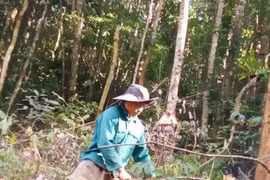 Khởi tố điều tra vụ 'thuê người phá rừng' ở Kon Tum