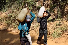 Chăm sóc vườn sâm ở đại ngàn Tây Nguyên