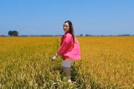 Mục sở thị cánh đồng lúa vàng đang 'gây sốt' ở Vũng Tàu