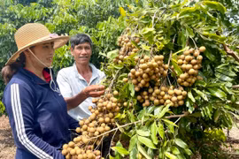 Phát triển cây ăn quả: Lĩnh vực nhiều tiềm năng 
