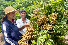 Phát triển cây ăn quả: Lĩnh vực nhiều tiềm năng 