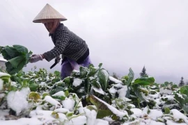 Thủ tướng yêu cầu chủ động phòng-chống rét, bảo đảm sức khỏe cho người dân và hạn chế thiệt hại sản xuất nông nghiệp 