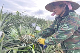 Quỹ Hỗ trợ nông dân hoạt động không vì mục tiêu lợi nhuận