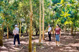 Trồng cây mắc ca: Đa lợi ích