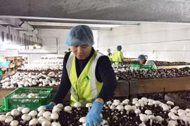 Đi Úc làm nông nghiệp lương 60 triệu đồng/tháng