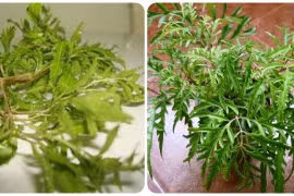 Cây đinh lăng có tác dụng gì với sức khỏe?