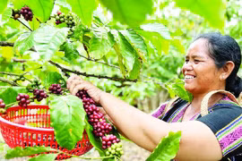 Giá cà phê vượt 100.000 đồng/kg: Không để xáo trộn thị trường
