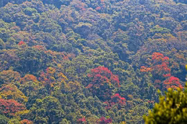 Ngắm bán đảo Sơn Trà đẹp mê mẩn mùa thay lá