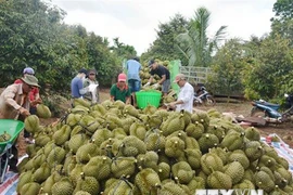 Đắk Lắk: Sầu riêng được mùa, được giá, nông dân phấn khởi