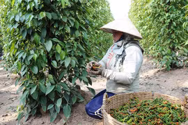 Giá hồ tiêu trong nước đồng loạt giảm