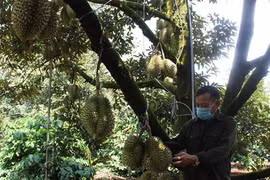 Đắk Lắk xây dựng nhãn hiệu 'Sầu riêng Krông Búk'