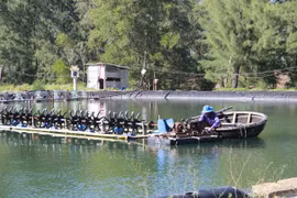 Yêu cầu hỗ trợ Quảng Trị hóa chất để phòng-chống dịch bệnh thủy sản