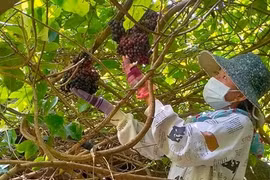 Mùa săn nho rừng chín