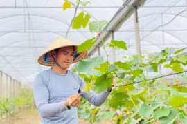 Gia Lai: Nông dân thu nhập cao từ mô hình đa canh