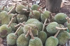 Xót xa hàng ngàn trái sầu riêng non bị kẻ gian cắt phá