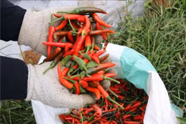 Kim ngạch xuất khẩu ớt tăng gần 47%