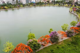 Con đường hoa đẹp như Hàn Quốc giữa TP Thanh Hóa