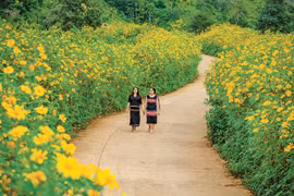 Những mùa hoa mê mải