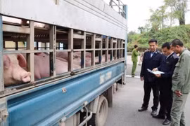 Tăng cường ngăn chặn buôn lậu, vận chuyển trái phép động vật, sản phẩm động vật qua biên giới vào Việt Nam