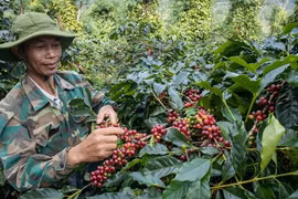 Cà phê Việt 'vẽ' lại thị trường thế giới