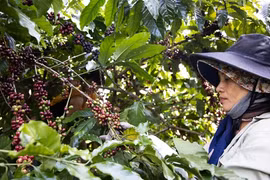 Đằng sau mức giá kỷ lục của cà phê