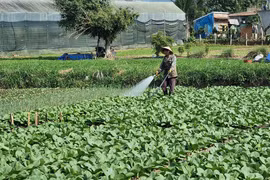 Nông dân tất bật chăm sóc vụ rau Tết