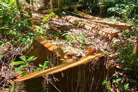 Kỳ 1: 'Lâm tặc' lộng hành, hung hãn