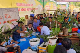 Bỏ tiền tỉ mua sâm Ngọc Linh, không thể chỉ dựa vào niềm tin