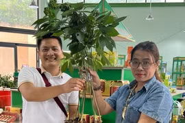 Cây sâm Ngọc Linh đắt kỷ lục, bán gần 870 triệu đồng