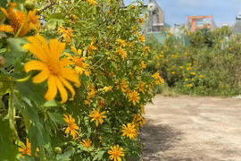 Thơ Ngô Thanh Vân: Hoa đắng 