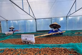 Qua thời cà phê giá rẻ