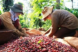 Giá cà phê Việt Nam tăng cao nhất trong 30 năm qua