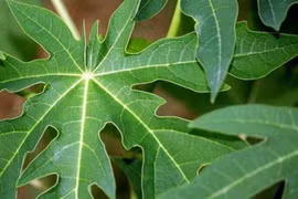 Thực hư tác dụng phòng và trị bệnh ung thư của lá đu đủ