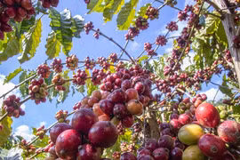 Giá cà phê vọt tăng