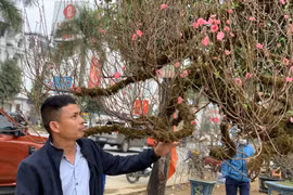 Vì sao gốc đào Nhật Tân được chào bán với giá 200 triệu đồng? 