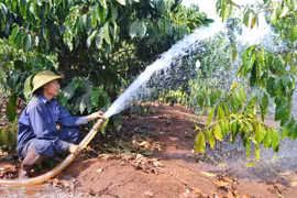 Nông dân tất bật vào mùa tưới cà phê