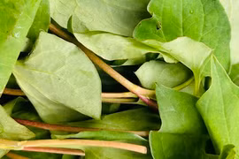 Bác sĩ chia sẻ lợi ích rau diếp cá giúp đẹp da, thanh nhiệt