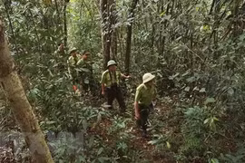 Kon Tum và Attapeu (Lào) tăng cường công tác quản lý, bảo vệ rừng 