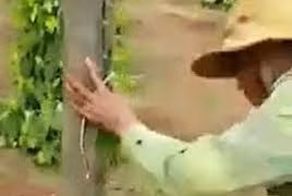 Dân ồ ạt chặt tiêu, điều, trồng sầu riêng - coi chừng "thu hoạch nước mắt"