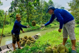 Cầm dao đi “gõ” sầu riêng, kiếm tiền triệu mỗi ngày 